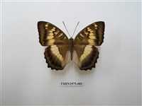 藏品(臺灣翠蛺蝶)的圖片